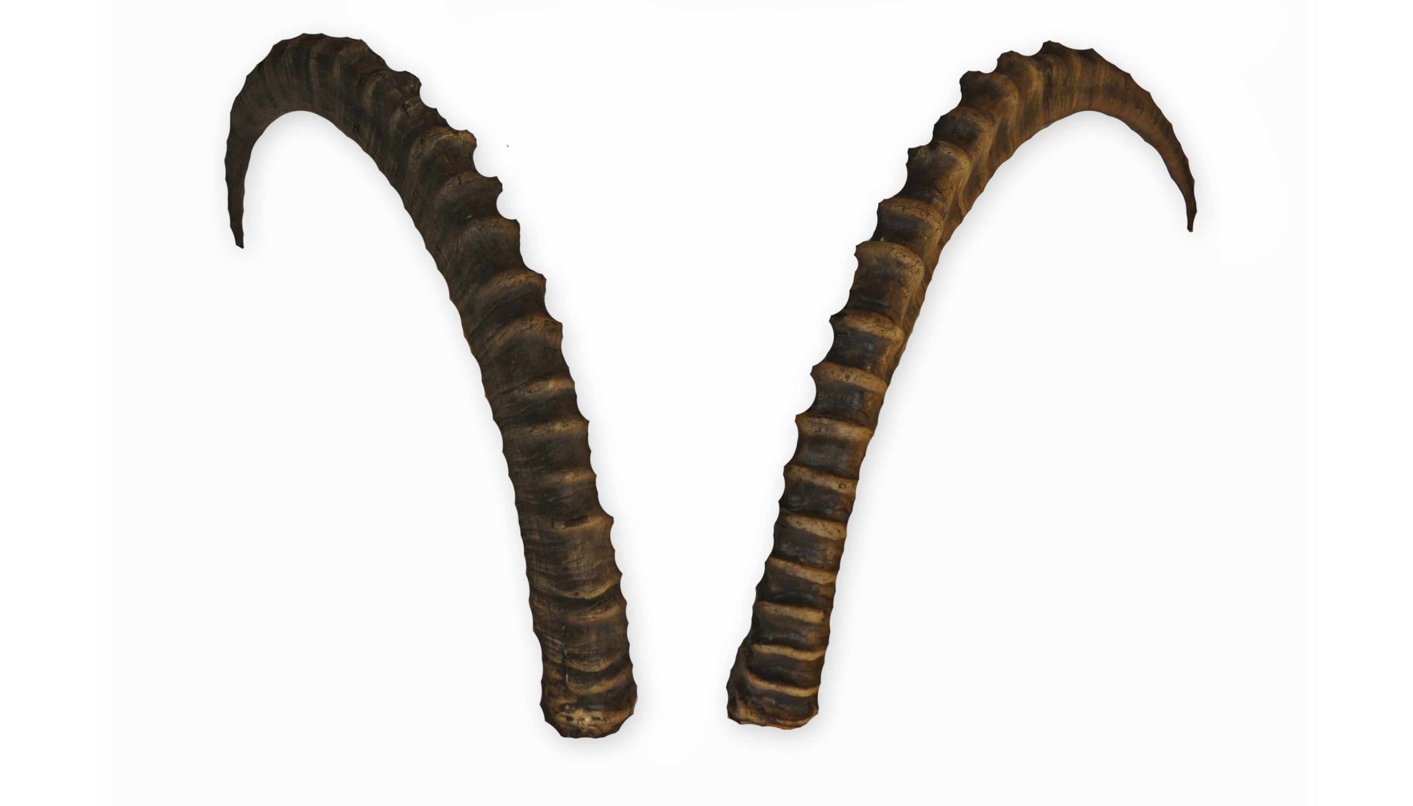 Steinbock 5 aus Polyurethan, 104 cm | Horns | Krampus masks ...